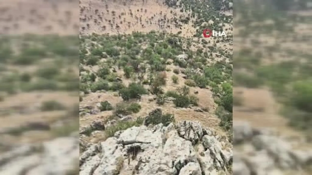 Çermik Akpınar'da yiyecek arayan domuz sürüsü mahalle sakinlerini şaşırttı
