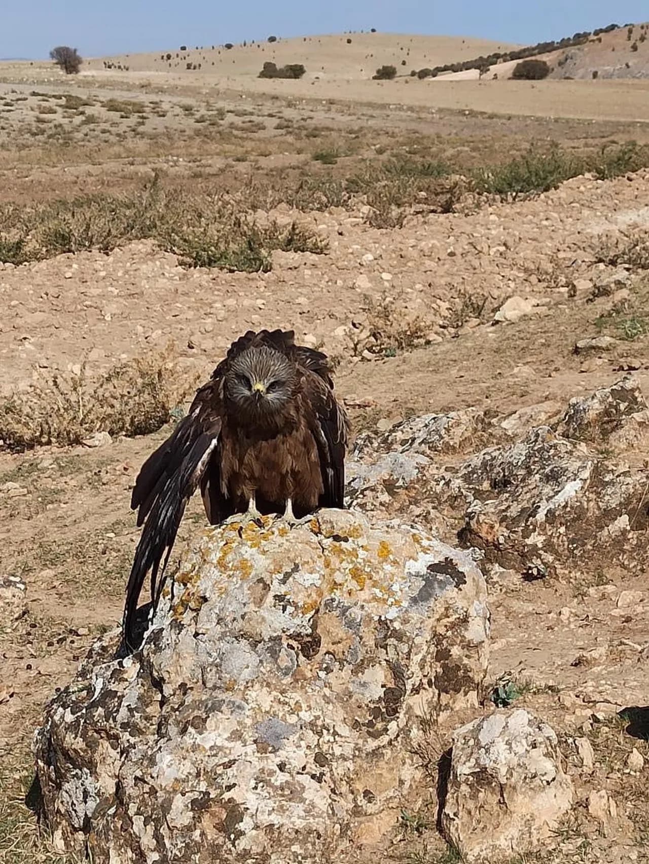 Köylülerin duyarlılığı Hıdır Baba'da yaralı çaylağı koruma altına aldı