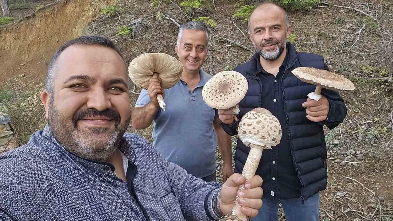 Ormanlarda beklenmedik yöntem: Beyşehir'de motorlu testereyle mantar hasadı