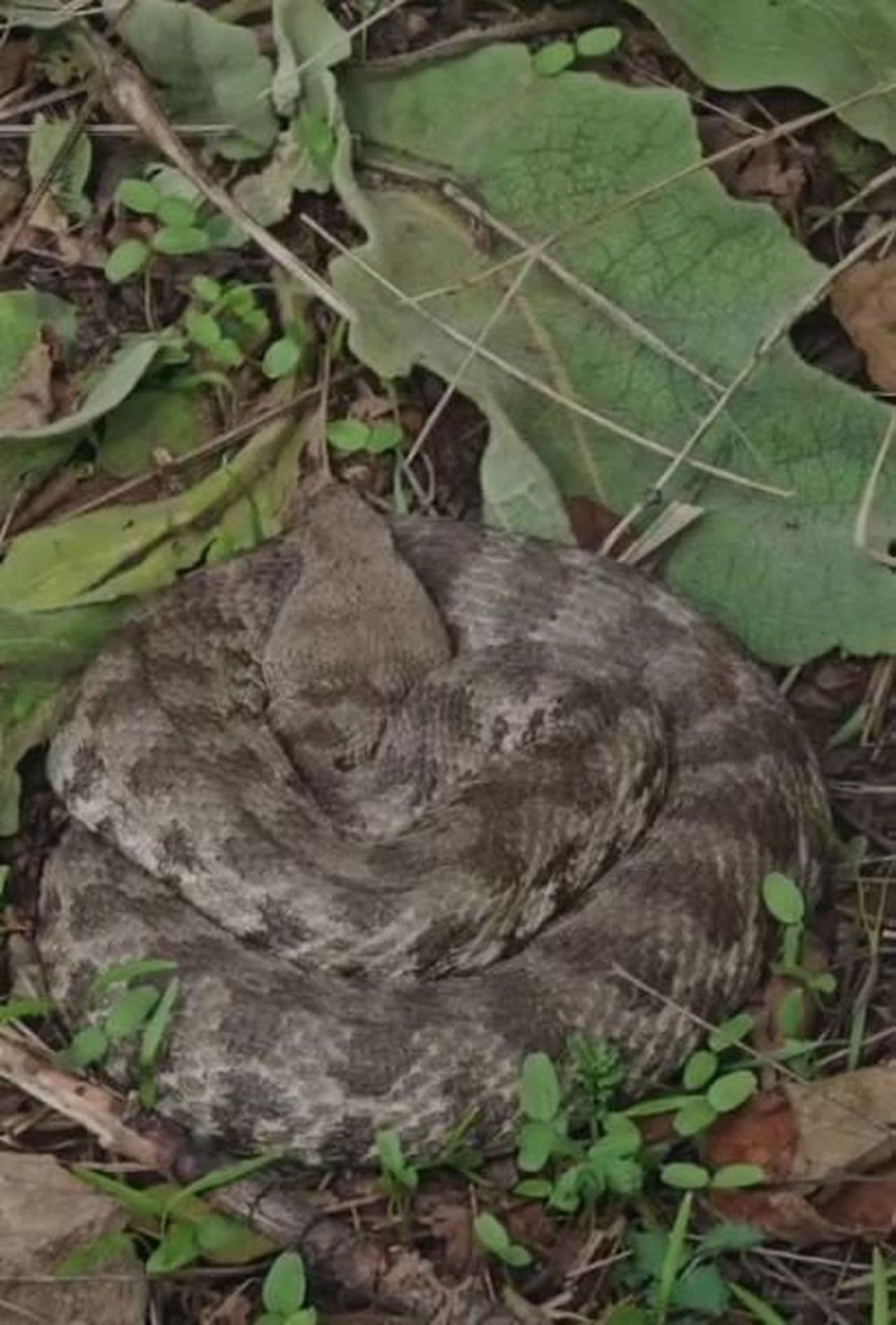 Palu'da kıvrılmış engerek görüntüsü köylüleri uyardı