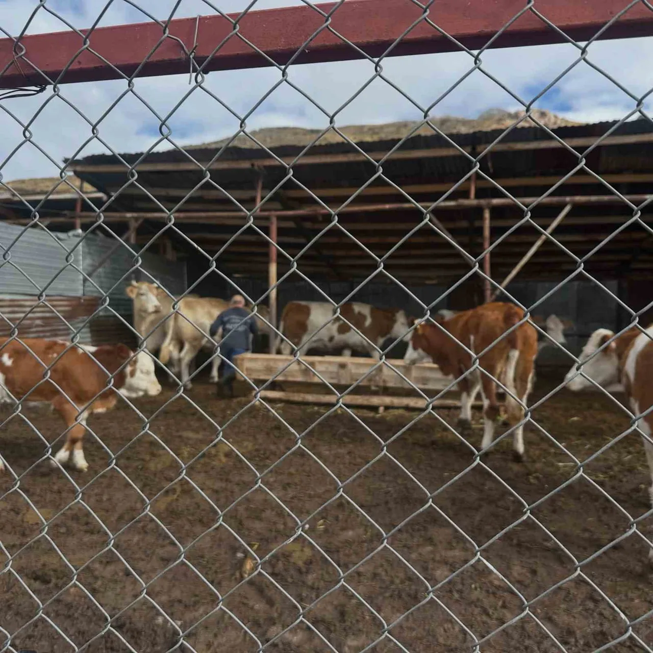 Aydıntepe'de hayvan sağlığında adım adım ilerleme: 13 köyde şap aşılaması tamamlandı