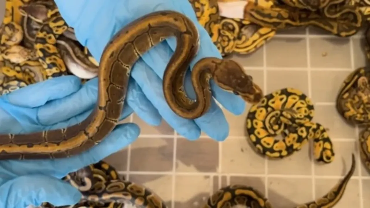 Kapıkule'de kaçak sokulmak istenen 67 piton yılanı ele geçirildi
