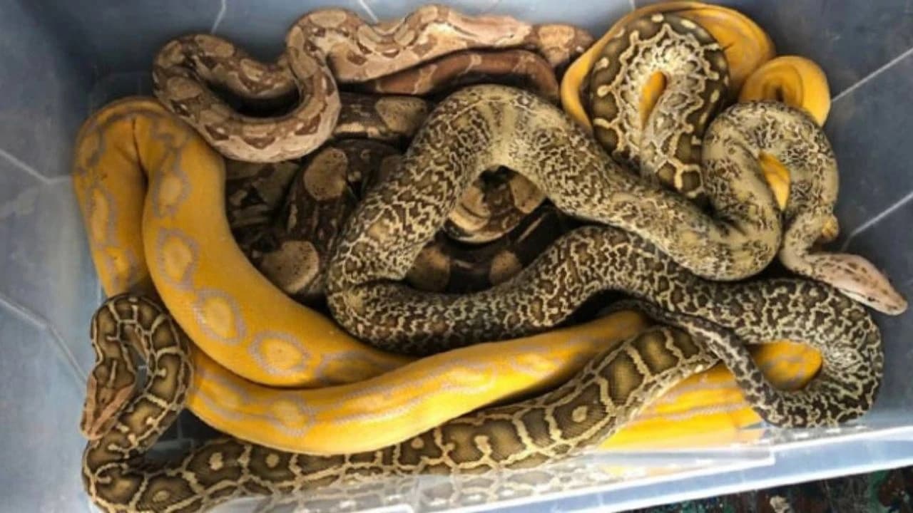 Kapıkule'de 67 canlı piton yılanı ele geçirildi