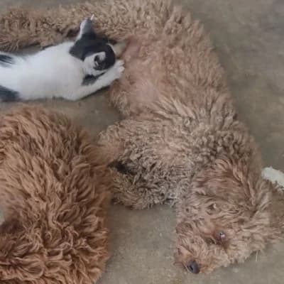 Antalya'da köpek annesinin terk ettiği yavru kediyi emzirdi