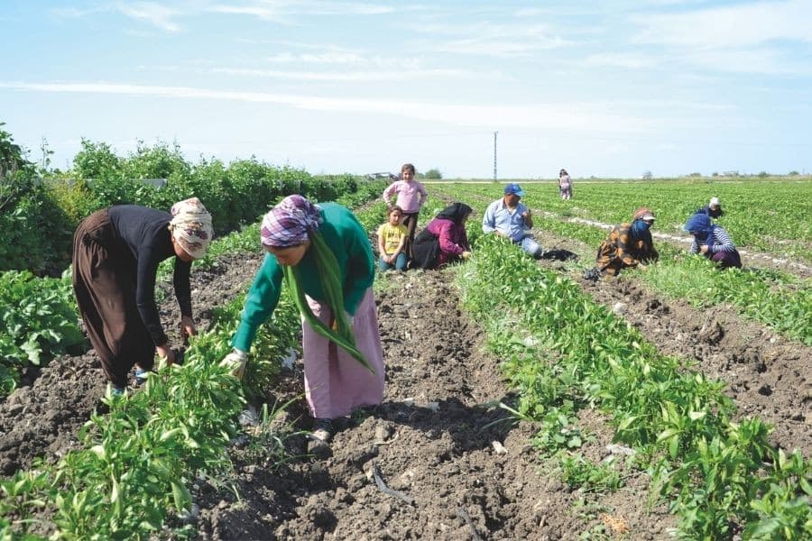 Mevsimlik tarım işçisi çocuk sayısı bakan’a göre 26 bin, gerçekte 221 bin