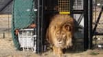 Yıllardır tek bir ses bile çıkarmıyordu: 6 yıllık yalnızlık sona erdi, ilk kez kükredi!
