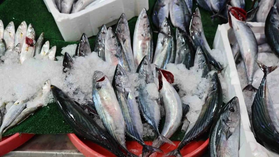 Elazığ'da palamut kiloyla satılıyor